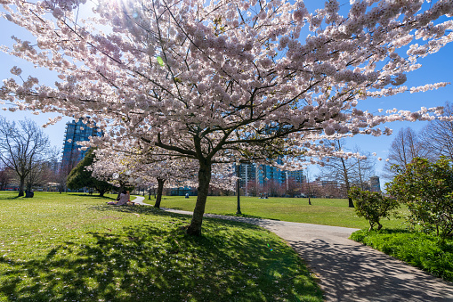 Devonian Harbour Park in springtime season. Cherry blossoms in full bloom. Vancouver, BC, Canada.