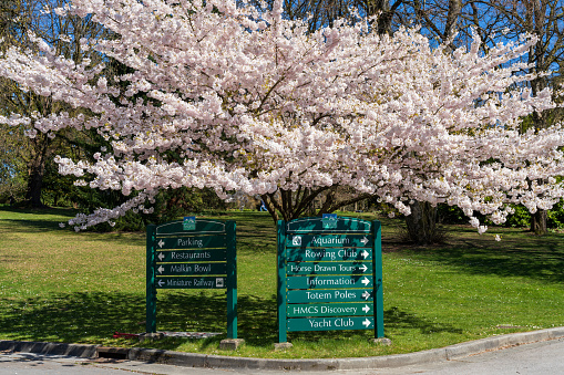Vancouver, BC, Canada - April 12 2021 : Stanley Park cherry blossoms in full bloom in springtime.