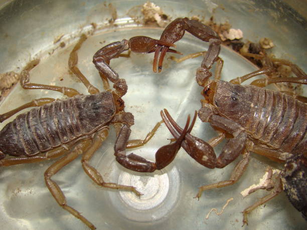 istock Scorpion.
yellow scorpions is dancing before mating.
Highly venomous fattail scorpion, Androctonus australis, this species from North Africa and the Middle East, is one of the most dangerous scorpions 1365996914