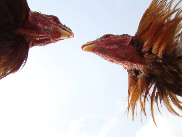 kampfhähne | hahnenkampf | angry bird | wütende | madurai kampf hahn - bird nature animal head beak stock-fotos und bilder