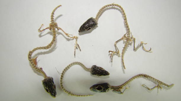 istock lizard skeletons on a white background.
Dead animals, animal
lizard carcass
Veterinary medicine
Veterinarian exotic
Veterinarian wildlife, wild nature, garden, park, desert, reptile, reptiles 1365997093