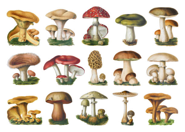 ilustraciones, imágenes clip art, dibujos animados e iconos de stock de colección mushroom and toadstool - ilustración vintage en color - edible mushroom illustrations