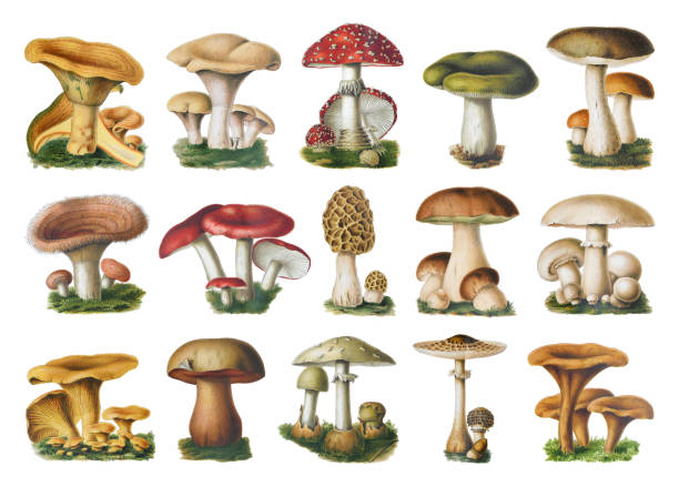 버섯과 두꺼비 컬렉션 - 빈티지 컬러 일러스트레이션 - 버섯 stock illustrations