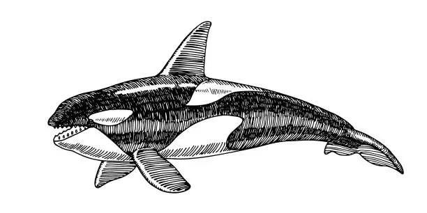 Vector illustration of Orca, side view. A marine predator. A toothy whale.