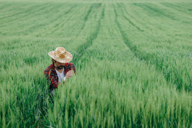 istock Agronomist examining green wheat crop development in field 1365998156