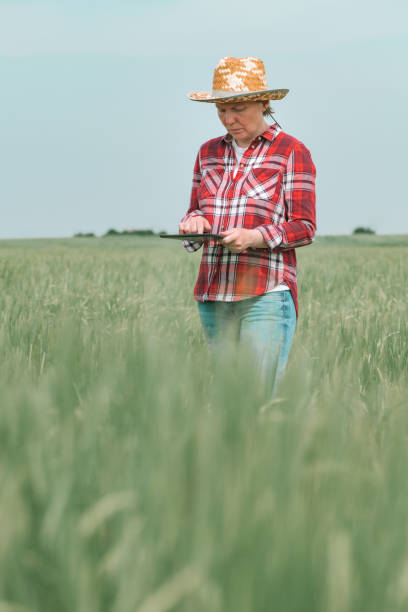 istock Female farmer agronomist using digital tablet in barley (Hordeum vulgare)  field 1365998351