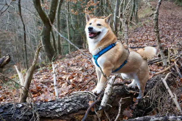Photo of red shiba inu dog posing in the forest