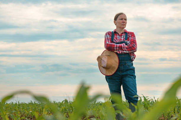 istock Concerned female agronomist standing in corn field and looking over crops 1365998452