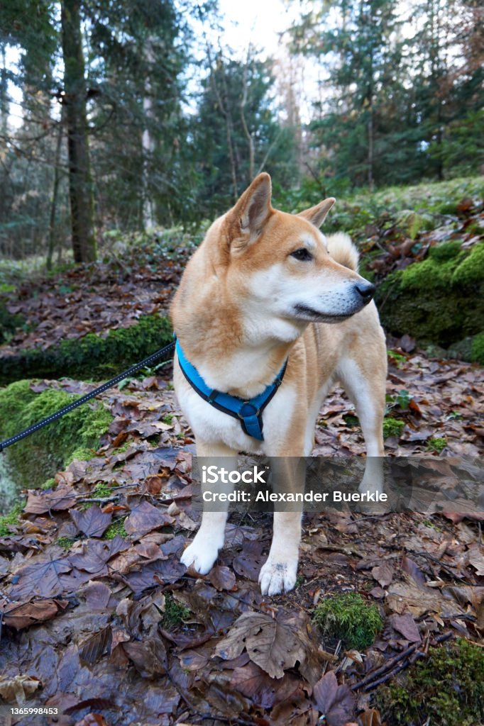 red shiba inu dog posing in the forest Dogecoin Stock Photo