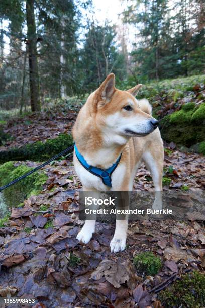 Red Shiba Inu Dog Posing In The Forest Stock Photo - Download Image Now - Dogecoin, Adulation, Animal