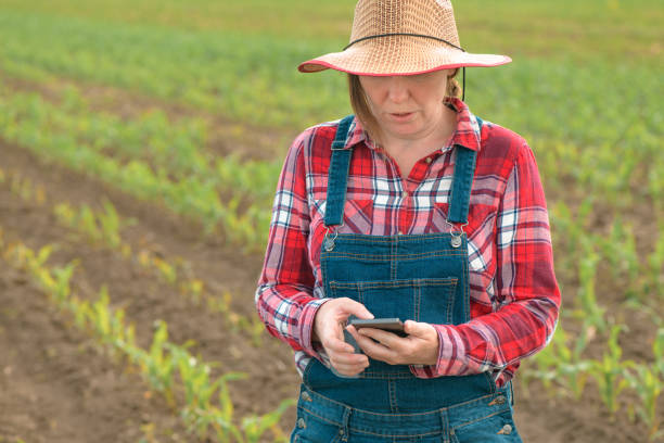 istock Female farmer texting on mobile phone in young green corn field 1365998509