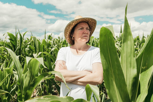 istock Female farmer looking at green corn maize crop field in summer 1365998612