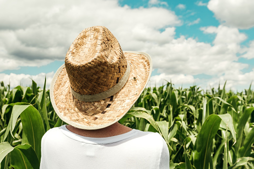 Rear view of female farmer looking at green corn maize crop field in summer. Woman agronomist with straw hat standing in cornfield.
