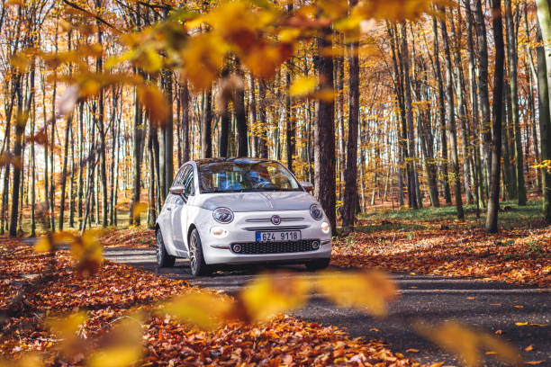 Fiat 500 Collezione driving on country road in autumn forest stock photo