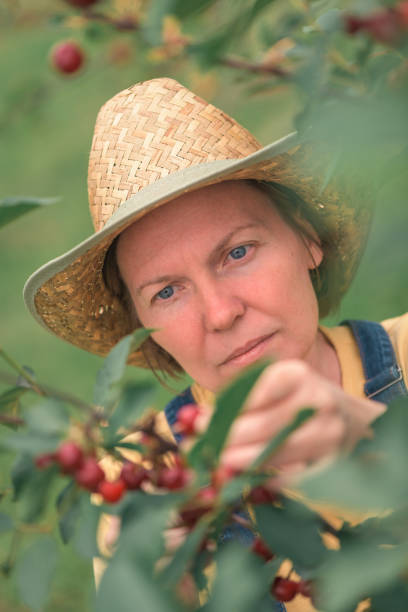 istock Female farmer picking ripe cherry fruit in organic orchard 1365999172