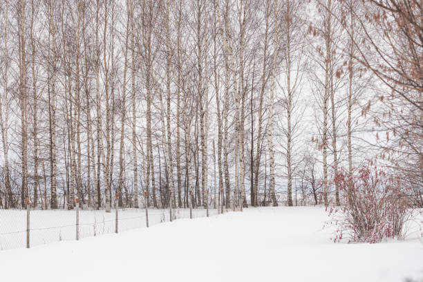 Snowy Woodland with Bare Trees in Winter