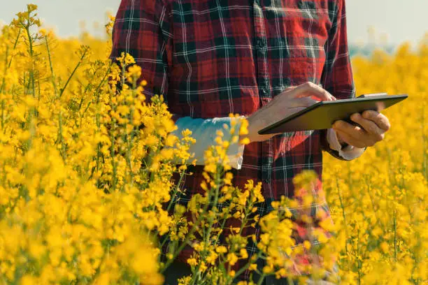 Oilseed rape farmer using digital tablet computer in blooming field. Close up of hands with portable information device in smart farming concept, selective focus.