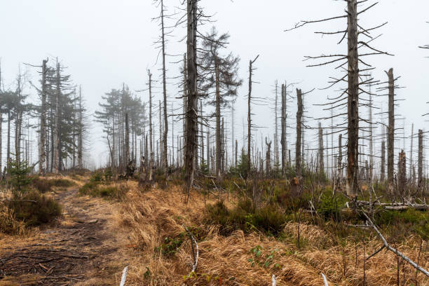 Mährisch Schlesische Beskiden Bilder und Stockfotos iStock