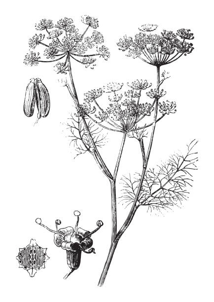 fenchelpflanze (foeniculum vulgare) - vintage illustration - wildflower botanical garden botany flower stock-grafiken, -clipart, -cartoons und -symbole