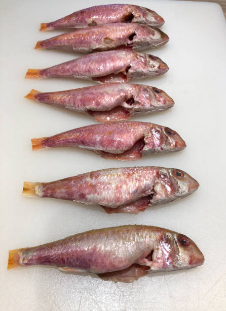 istock Raw red mullet fillets close-up on white background 1366002463