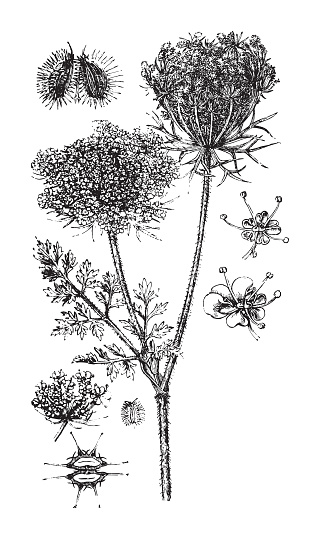 Vintage engraved illustration isolated on white background - Wild carrot or Queen Anne's lace (Daucus carota)