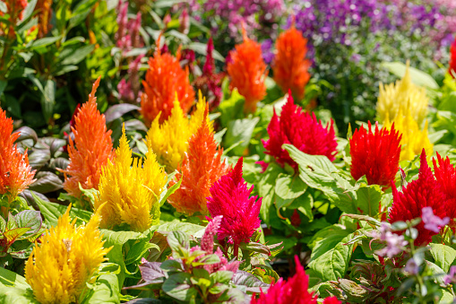 The bushes of decorative bright red, pink and yellow celosia flowers in greenhouse