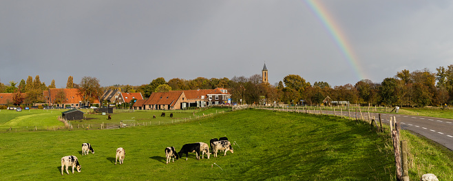 Panorama of village Amerongen with rainbow, church and cows in Utrecht in The Netherlands