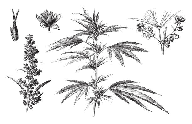 Cannabis sativa - vintage illustration Vintage engraved illustration isolated on white background - Cannabis sativa cannabaceae stock illustrations