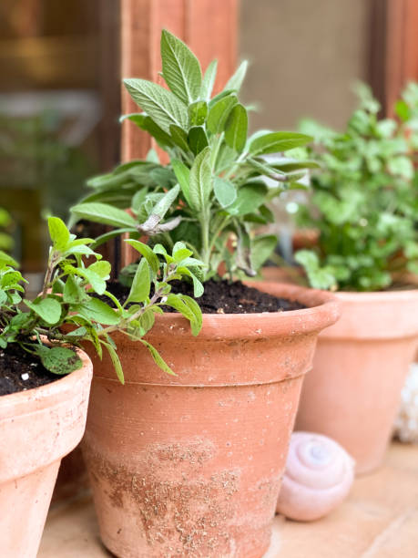 pot with freshly planted salvia at home