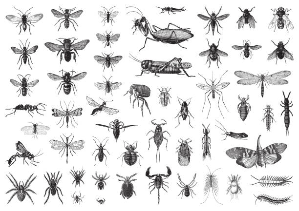 ilustrações de stock, clip art, desenhos animados e ícones de insects biodiversity collection - vintage illustration - locust swarm of insects insect group of animals