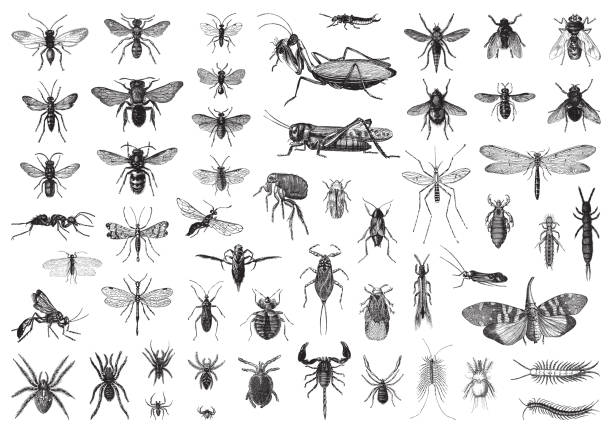Insects biodiversity collection - vintage illustration Vintage engraved illustration isolated on white background - Insects biodiversity collection hornet swarm stock illustrations