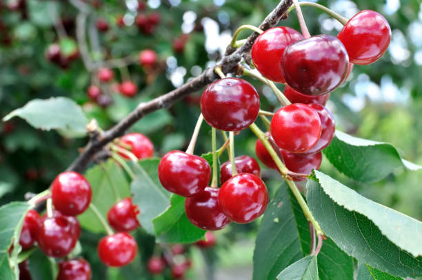 istock close-up of ripe cherries branch 1366005471