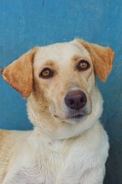 istock The cute labrador retriever 1366005475