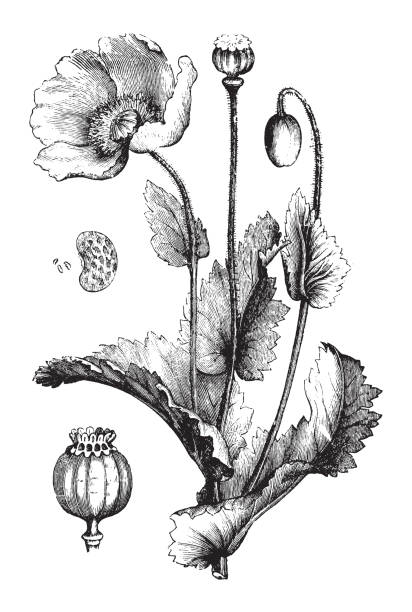 опийный мак (papaver somniferum) - винтажная иллюстрация - opium stock illustrations