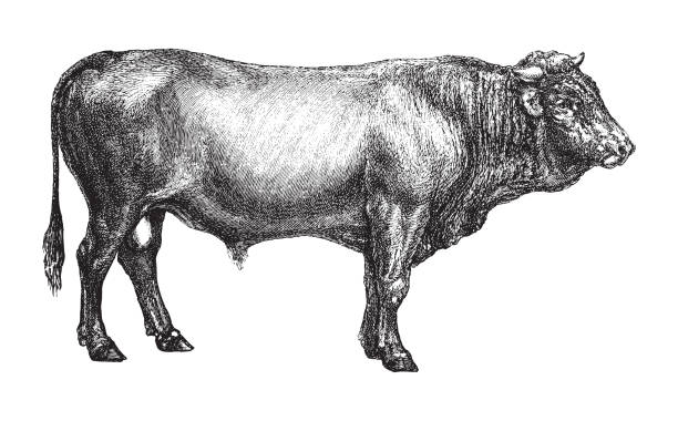 Vintage engraved illustration isolated on white background - Bull (Swiss cattle breed)