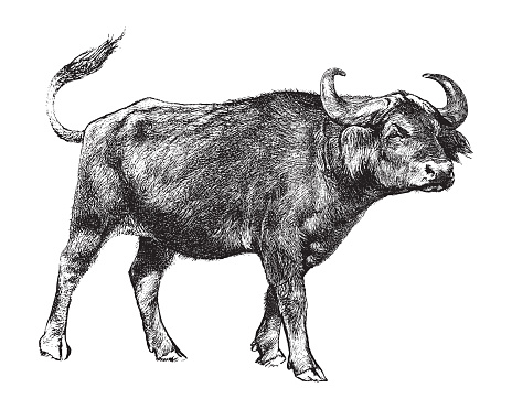 Vintage engraved illustration isolated on white background - African buffalo or Cape buffalo (Syncerus caffer)