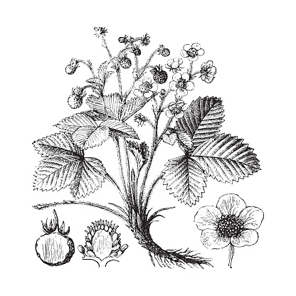 Vintage engraved illustration isolated on white background - Wild strawberry (Fragaria vesca)