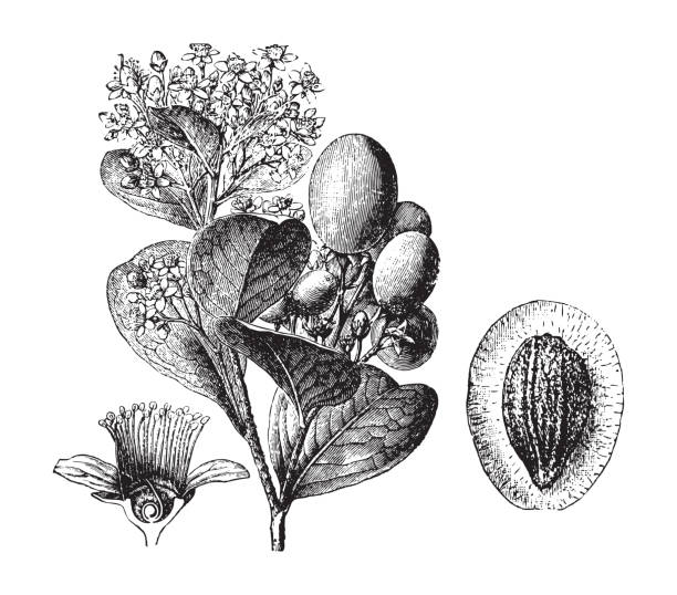 Cocoplum or paradise plum (Chrysobalanus icaco) - vintage illustration Vintage engraved illustration isolated on white background - Cocoplum or paradise plum (Chrysobalanus icaco) chrysobalanaceae stock illustrations