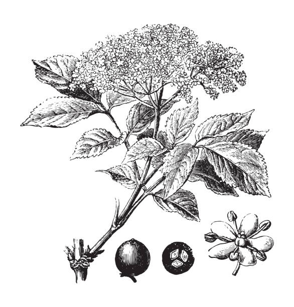 Elderberry (Sambucus nigra) - vintage illustration Vintage engraved illustration isolated on white background - Elderberry (Sambucus nigra) sambucus nigra stock illustrations