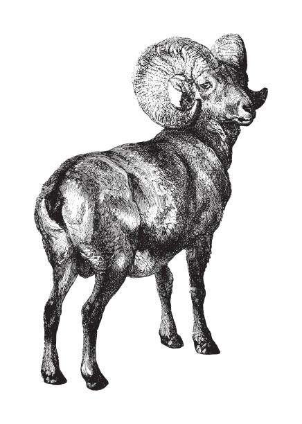 ilustraciones, imágenes clip art, dibujos animados e iconos de stock de borrego cimarrón (ovis canadensis) - ilustración vintage - bighorn sheep
