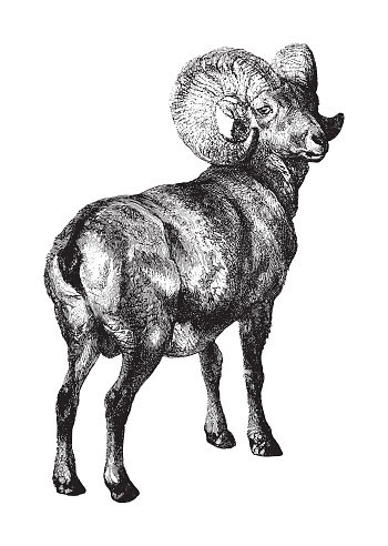 Vintage engraved illustration isolated on white background - Bighorn sheep (Ovis canadensis)