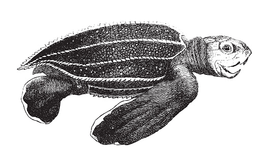 Vintage engraved illustration isolated on white background - Leatherback sea turtle (Dermochelys coriacea)