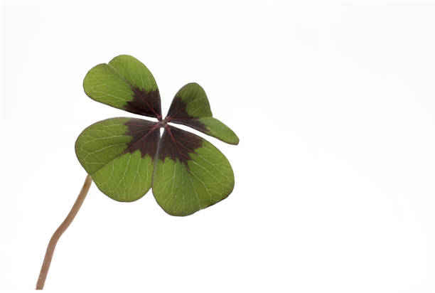 istock four leaf clover white background lucky charm 1366006699