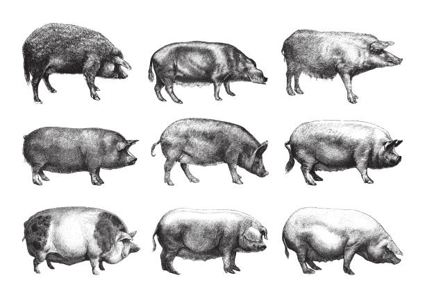 schweinekollektion - vintage-illustration - swine flu stock-grafiken, -clipart, -cartoons und -symbole