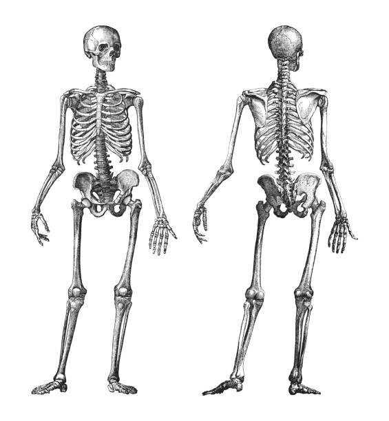 인간의 해골 앞과 뒤보기 - 빈티지 일러스트 - human bone the human body healthcare and medicine human skeleton stock illustrations