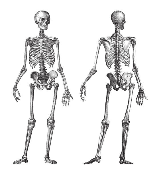 человеческий скелет вид спереди и сзади - винтажная иллюстрация - skeletons stock illustrations
