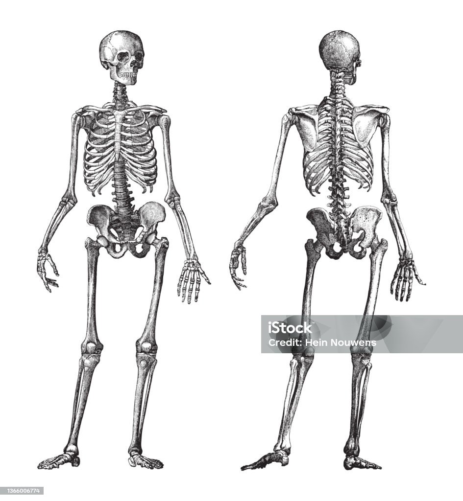 Human Skeleton Front And Back View Vintage Illustration Stock ...