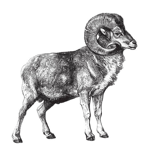 illustrations, cliparts, dessins animés et icônes de mouton marco polo (ovis ammon polii) - illustration vintage - bighorn sheep ram sheep horned