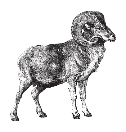 Vintage engraved illustration isolated on white background - Marco Polo sheep (Ovis ammon polii)