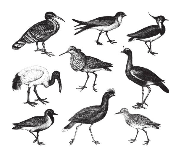 ilustraciones, imágenes clip art, dibujos animados e iconos de stock de colección de aves wader - ilustración vintage - lapwing